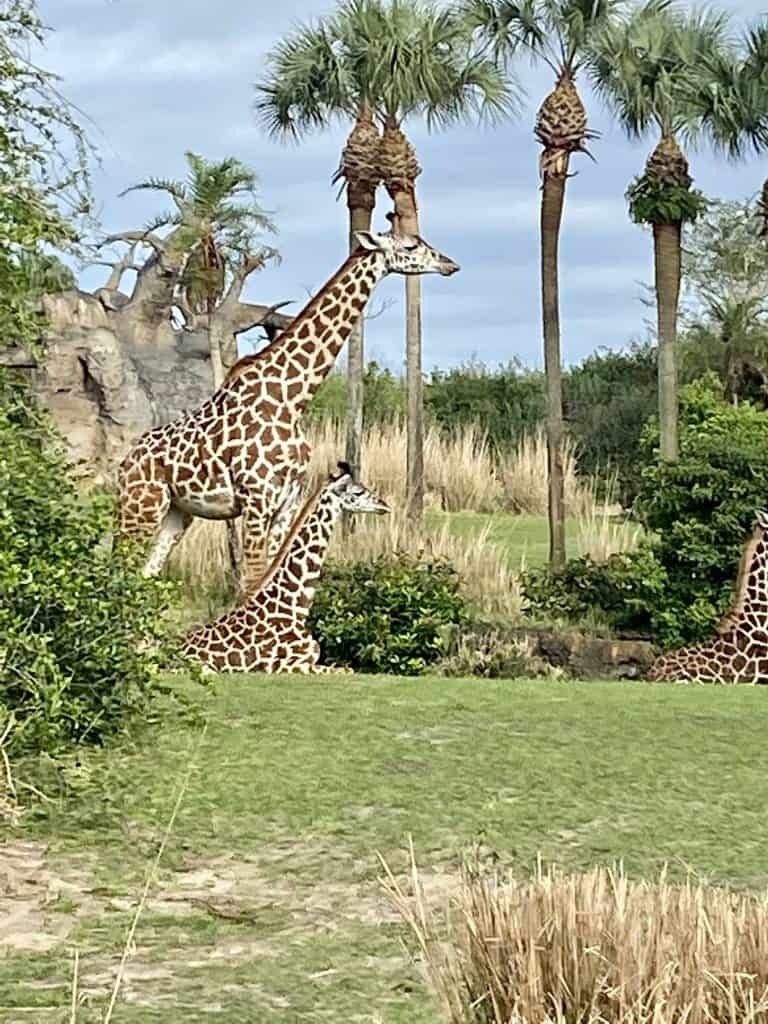 giraffe at Animal Kingdom