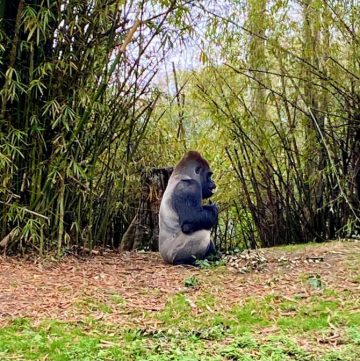gorilla at animal kingdom