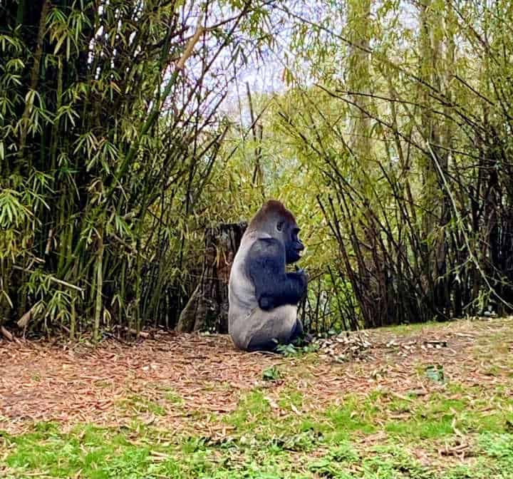 gorilla at Animal Kingdom