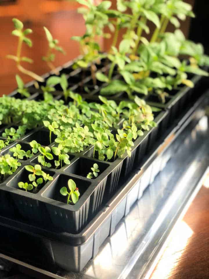 seedlings in seed tray