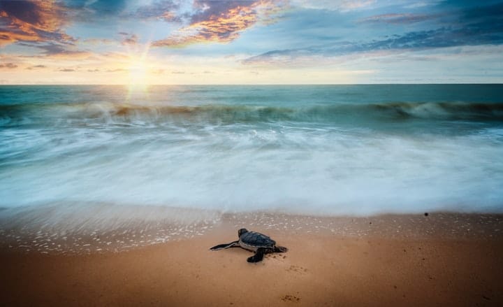 sea turtle on shore