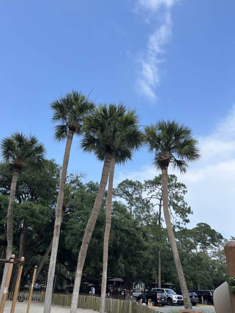 palm trees at Hilton Head, SC