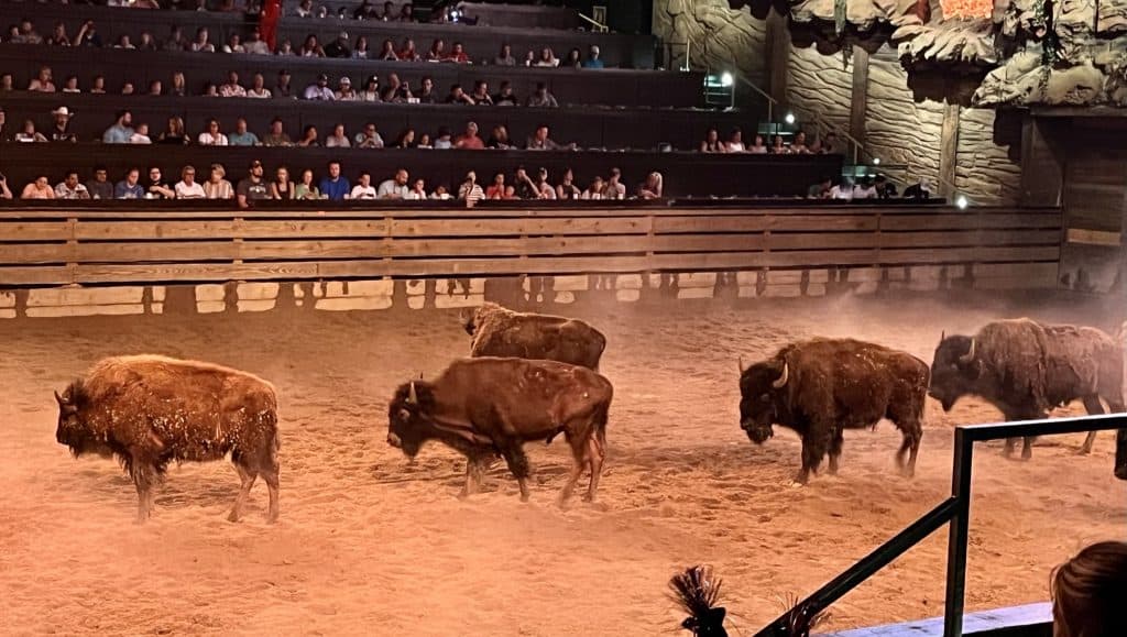 bison at Dolly Parton Stampede