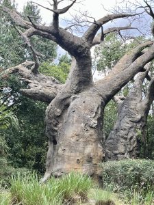 Water Rides at Animal Kingdom - The Palmetto Mom